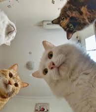 Лица, события, эпохи: редкие исторические фотографии, которые перенесут вас в другое время