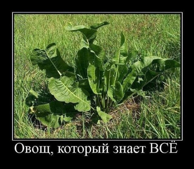 Так себе картинки 01.05.25