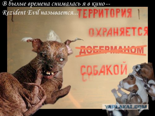 Осторожно, "злая" собака!