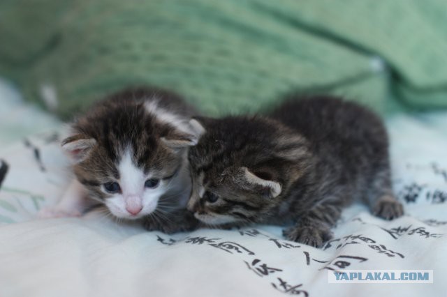 Котовторник 29.10.2013