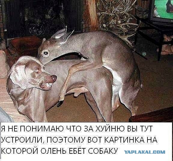 Демотиваторы.