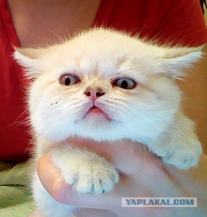 Котовторник 01.07.2014