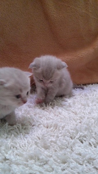 Котовторник 12.08.2014