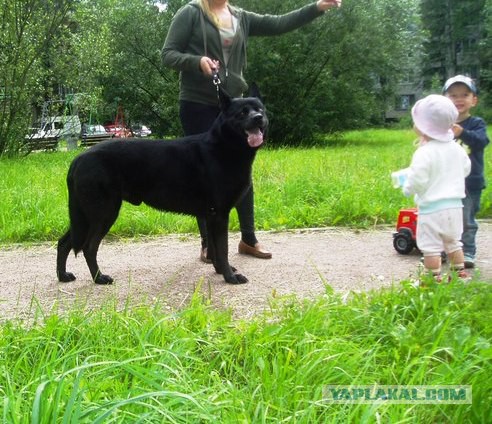 Прогулять сабакина..