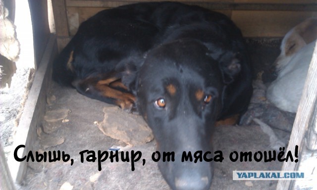 Хозяин