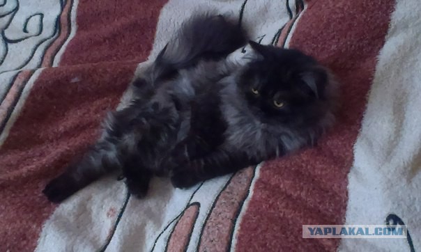 Расстрел кота с пальца