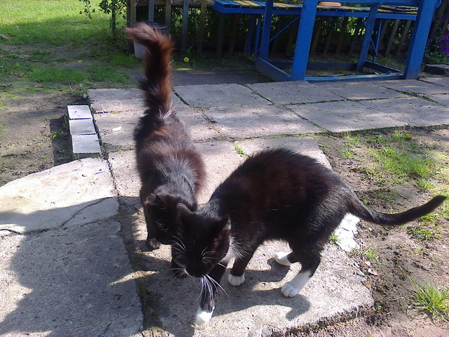 Котовторник 24.03.2015
