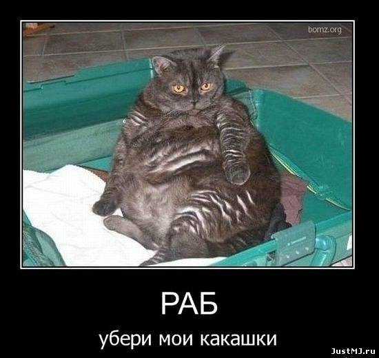 Котэ-факты, что Вы не знали об усатых любимцах!
