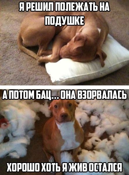 Смешные картинки №...дцать