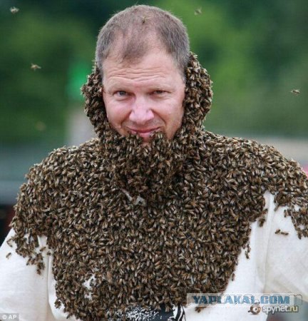 Любовь к печелам