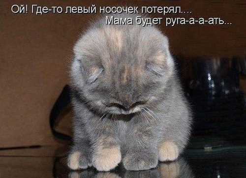 Котовторник