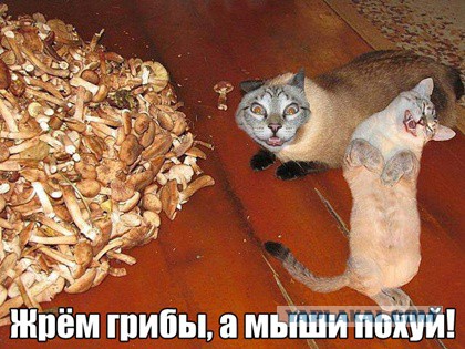 Картинки из сети