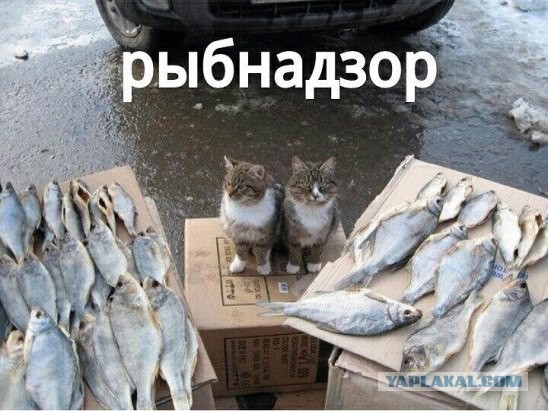 Просто картинки. Всяко разно, не заразно.