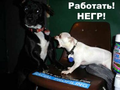 СОБАКИ и ЩЕНКИ. Все про собак!