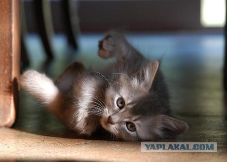 Котовторник