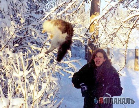 Кошки и Собаки - большая подборка