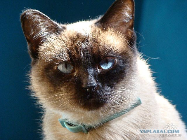 Котовторник 16.02.16