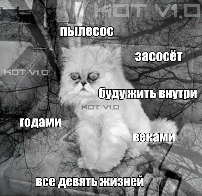 Кошка против пылесоса