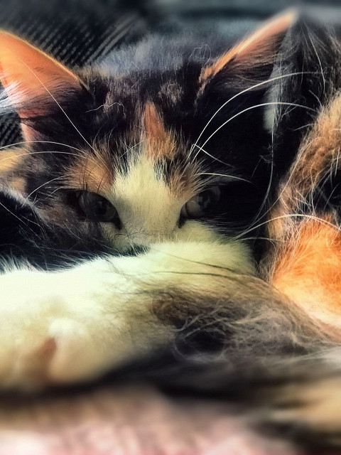 Выборка фотогеничных котэнов