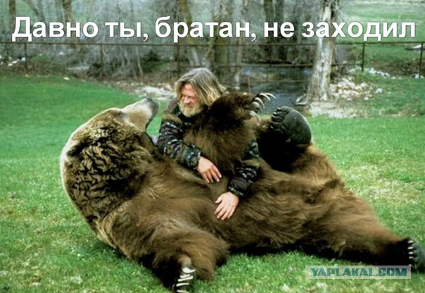 Если бы не медвежонок - катастрофа была бы неминуема!