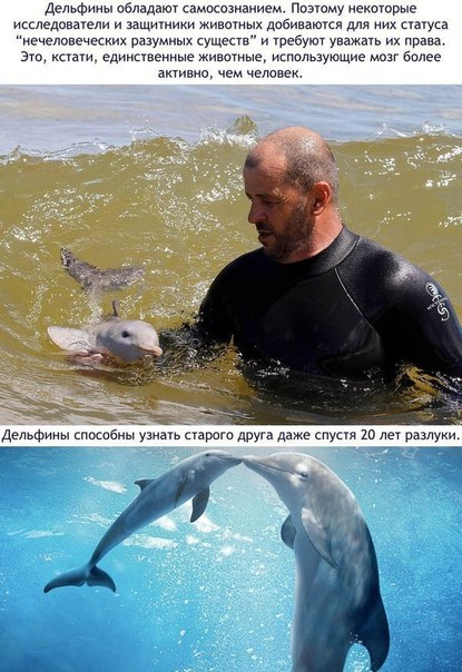 Божьи твари