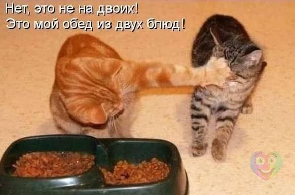 Мохнатые беспредельщики