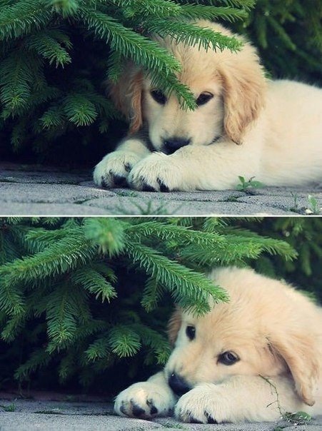 Прикольные животные