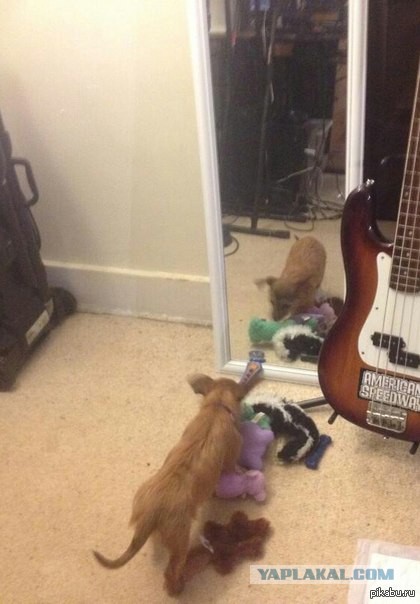 Пёс пытается понять концепцию зеркала