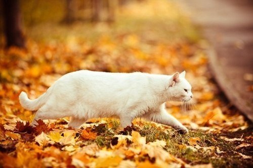 Коты из сети