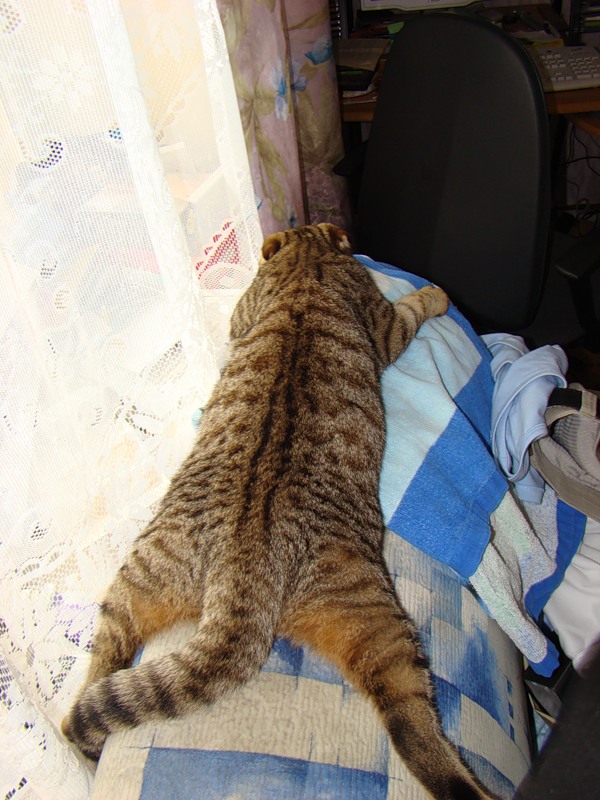 Коты из сети