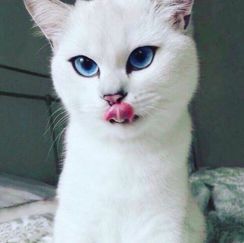 Коты из сети