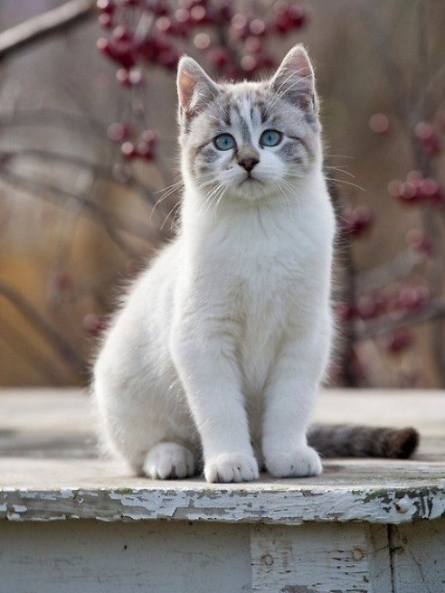 Коты из сети