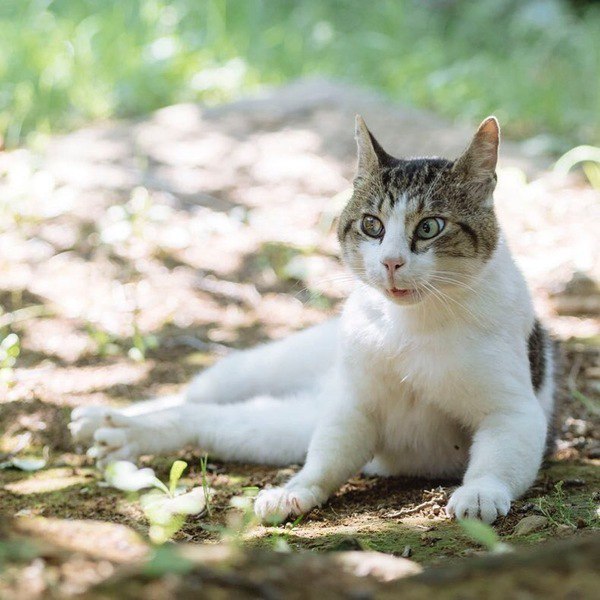 Коты и Кошки