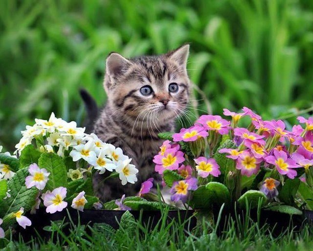 Коты и Кошки