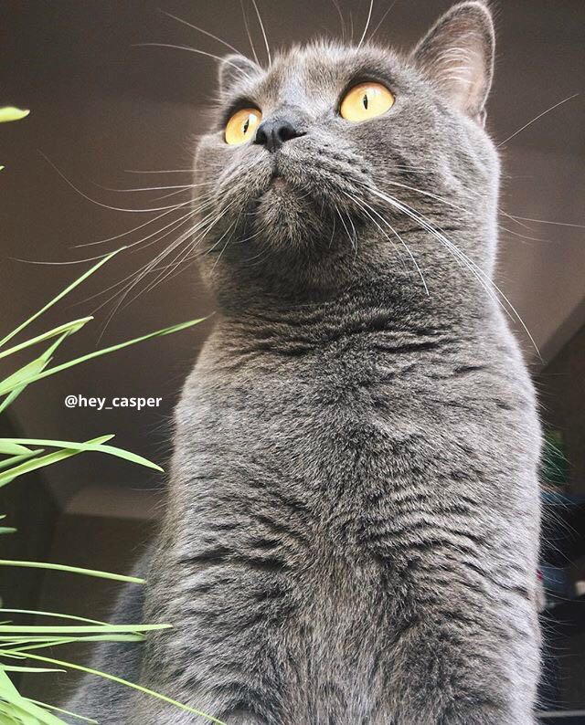 Коты и Кошки