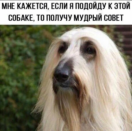 Живность из сети
