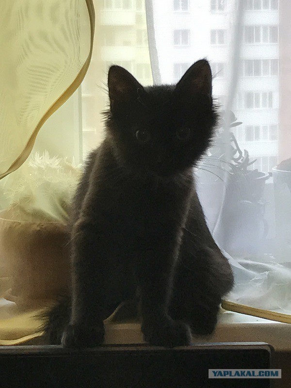 Котовторник 23/05/2017