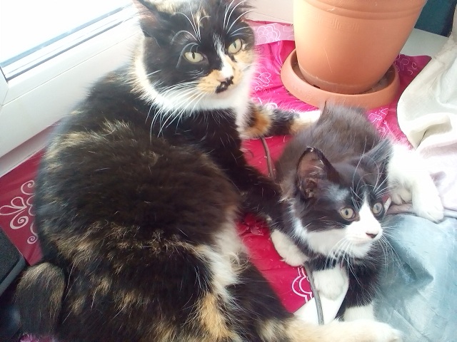 Котовторник 13.06.2017