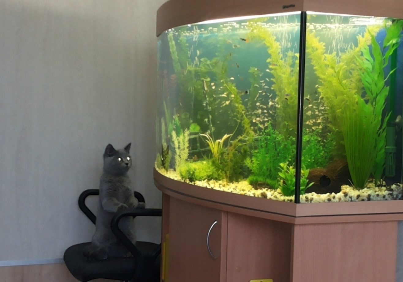 Аквариум для кота внутри. Кот и аквариум. Аквариум с кошкой. Аквариум для котов. Интерактивный аквариум для кошек.