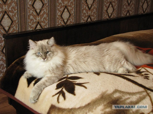Котовторник  19.12.2017