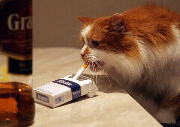 Прикольных котов пост