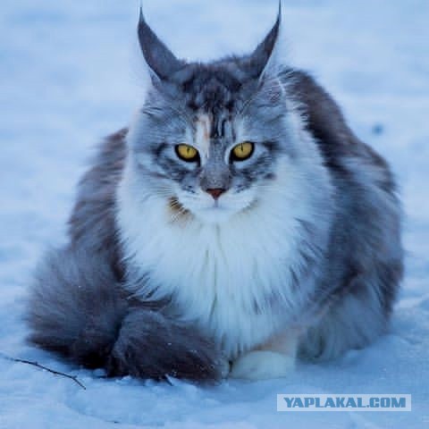 Котовторник  13.02.2018