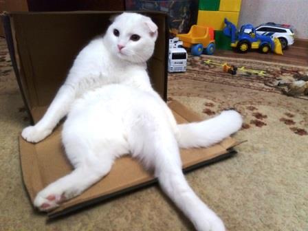 Котовторник  06.03.2018