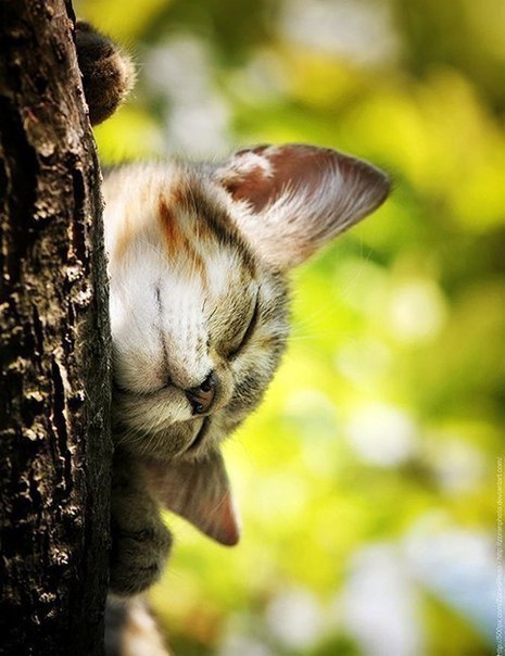 Кот без прикрас