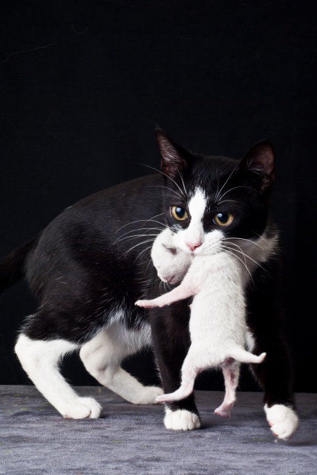 Котовторник! 11.10.11