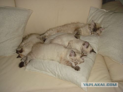 Котовторник (начало в супермаркете!)