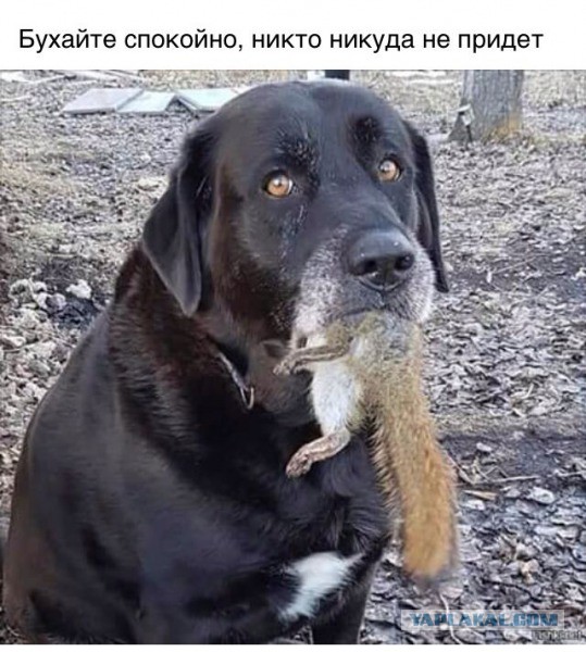 Картинки разные нужны, картинки всякие важны