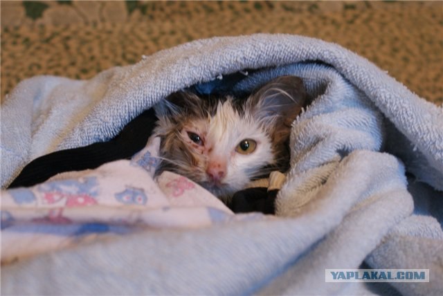 Котовторник 17 января