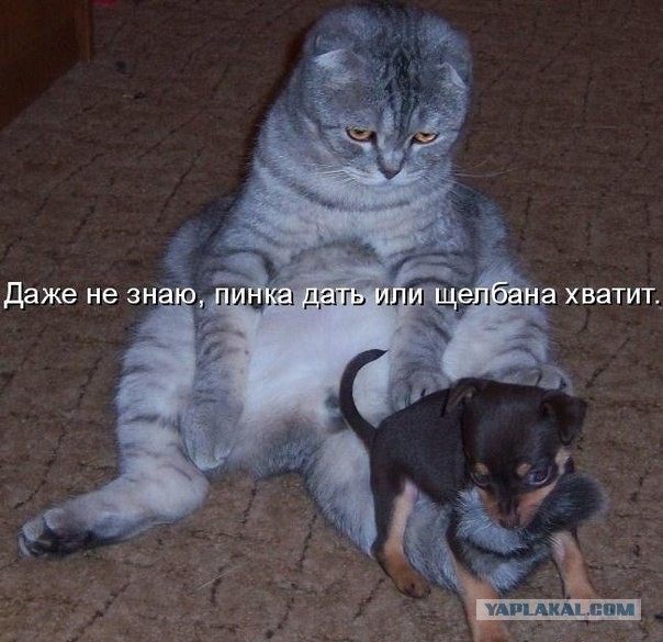 Несколько доказательств того, что кошки — это глаза и уши инопланетян