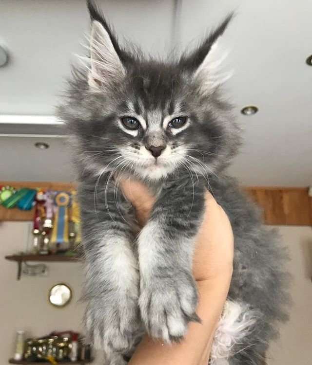Прикольных котов пост